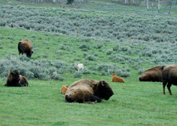 Йеллоустоун Национальный Парк, Вайоминг штат, США, фото № 67735 – фотографии США