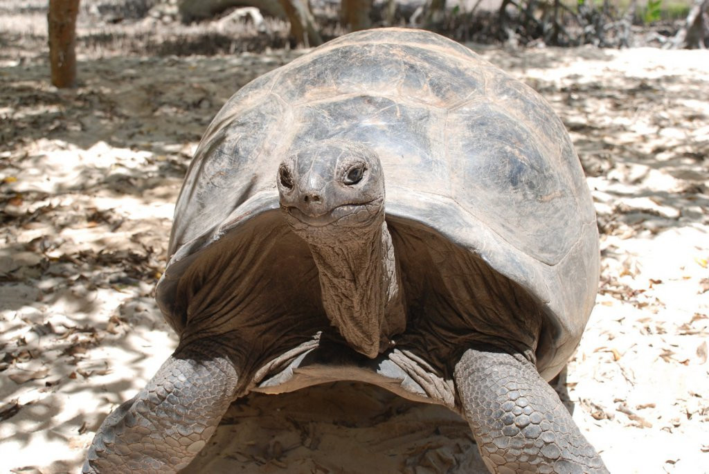 Огромная черепаха на острове Курьёз – фотографии Сейшельских островов