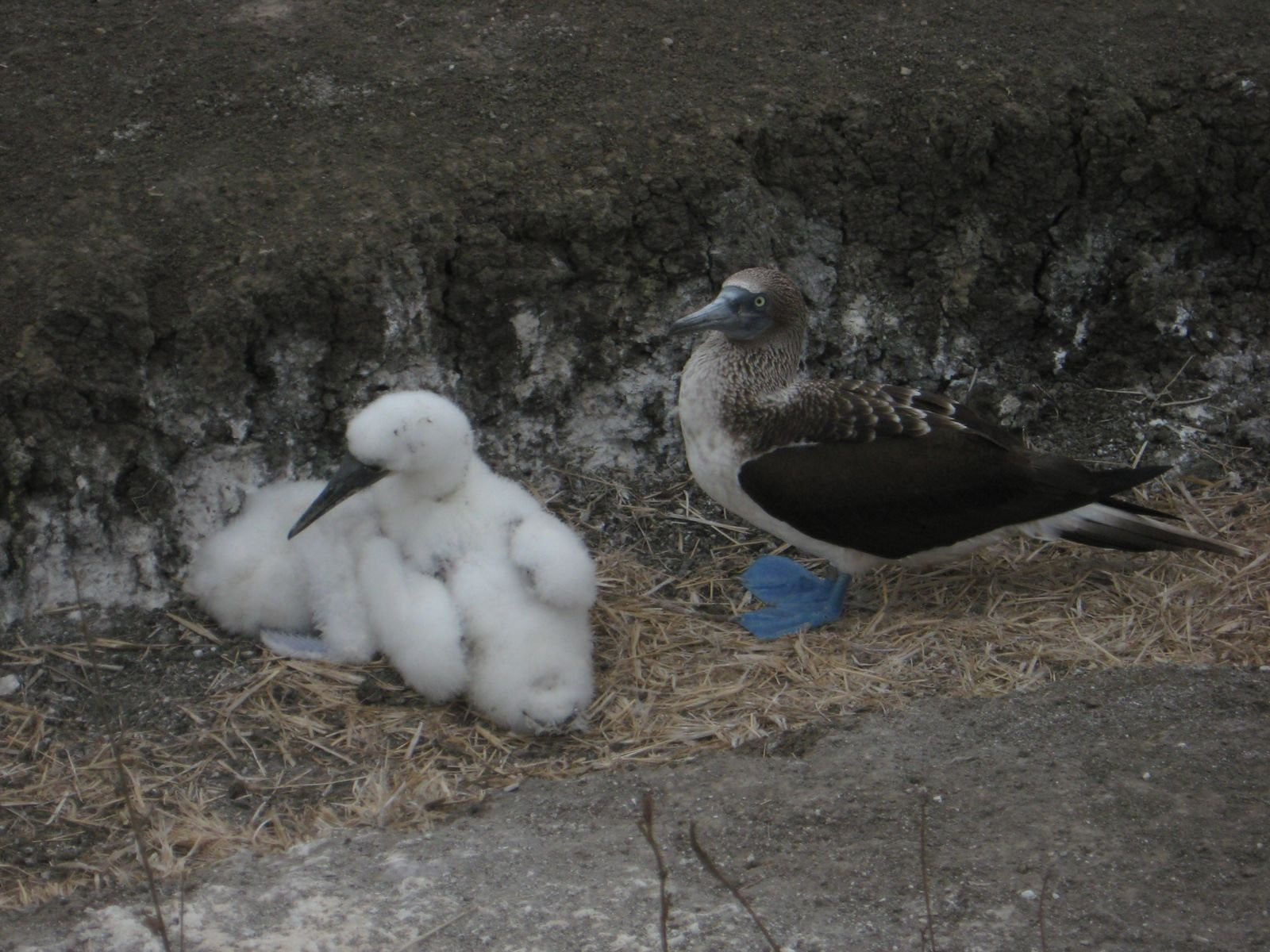 Пуэрто Лопес, Побережье регион, Эквадор, фото № 63518 – фотографии Эквадора