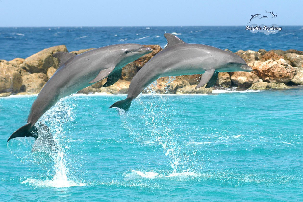 Кюрасао, фото № 4780 – фотографии Кюрасао