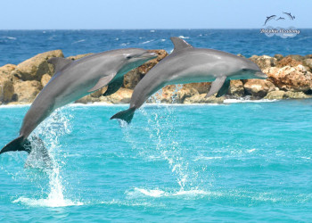 Кюрасао, фото № 4780 – фотографии Кюрасао