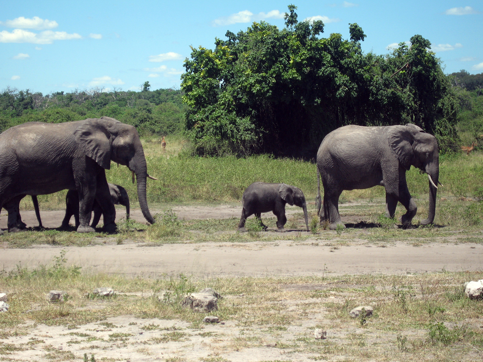 Семья слонов – фотографии Замбии