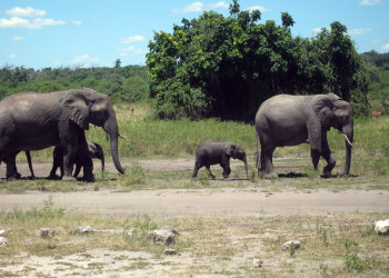 Семья слонов – фотографии Замбии