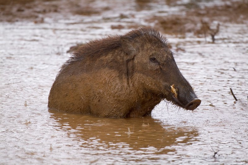 Яла Национальный Парк, Шри-Ланка, фото № 52624 – фотографии Шри-Ланки