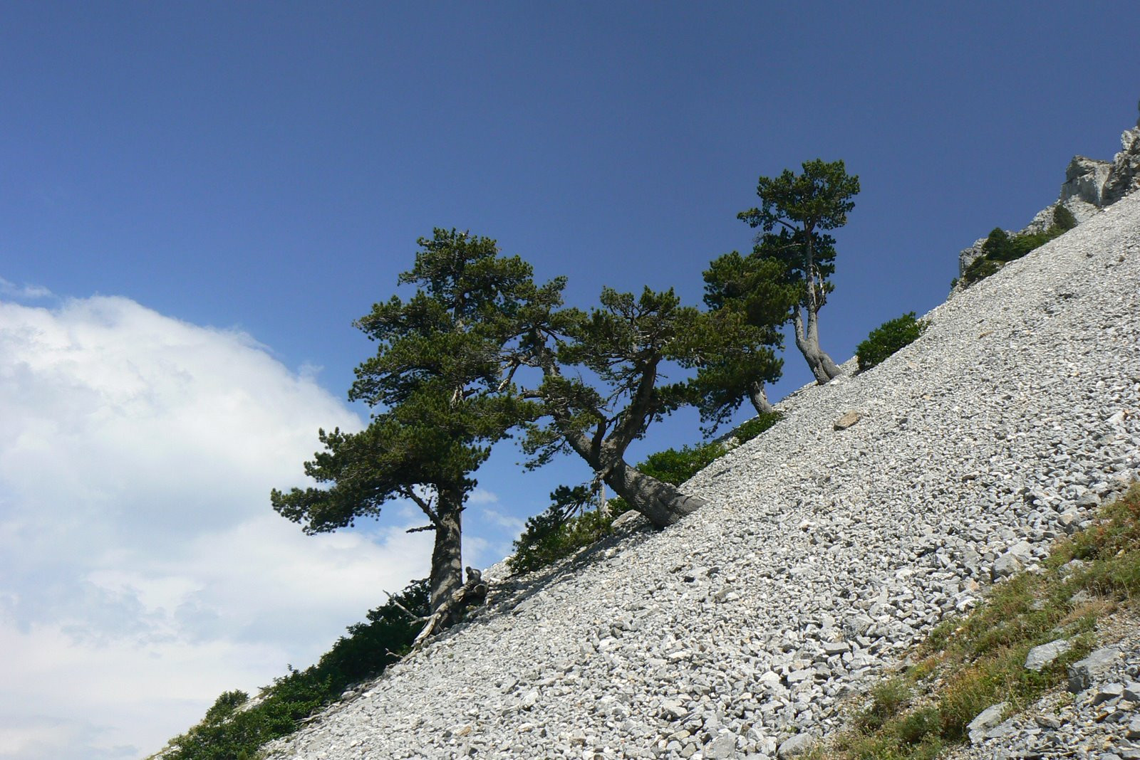 Деревья в Биоградской горе, Черногория. Фото 1 – фотографии Черногории
