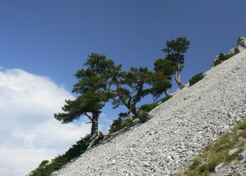 Деревья в Биоградской горе, Черногория. Фото 1 – фотографии Черногории