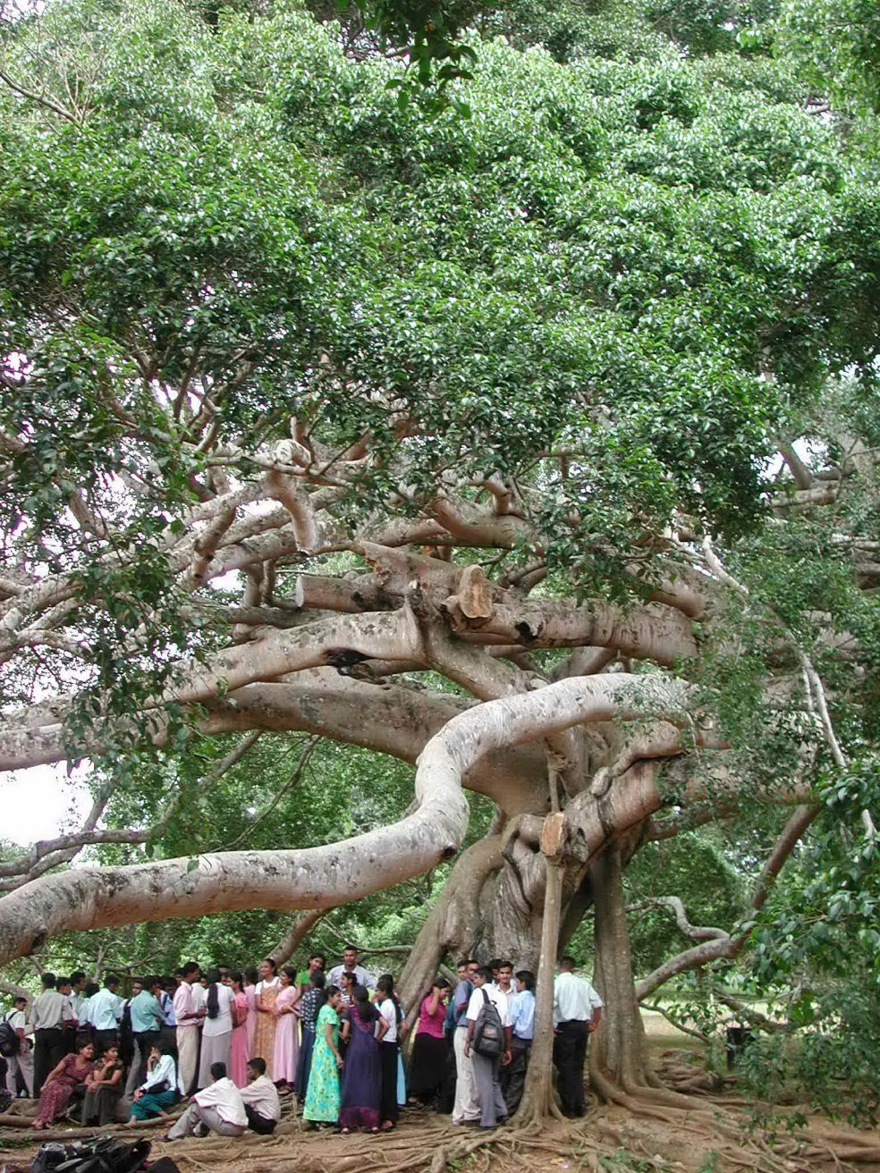 Канди, Шри-Ланка, фото № 51308 – фотографии Шри-Ланки