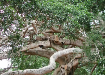 Канди, Шри-Ланка, фото № 51308 – фотографии Шри-Ланки