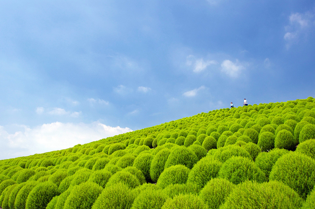 Парк Хитачи-Сисайд (Hitachi Seaside Park). Фото 2 – фотографии Японии