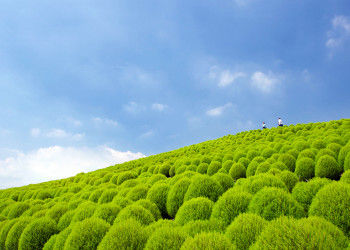 Парк Хитачи-Сисайд (Hitachi Seaside Park). Фото 2 – фотографии Японии