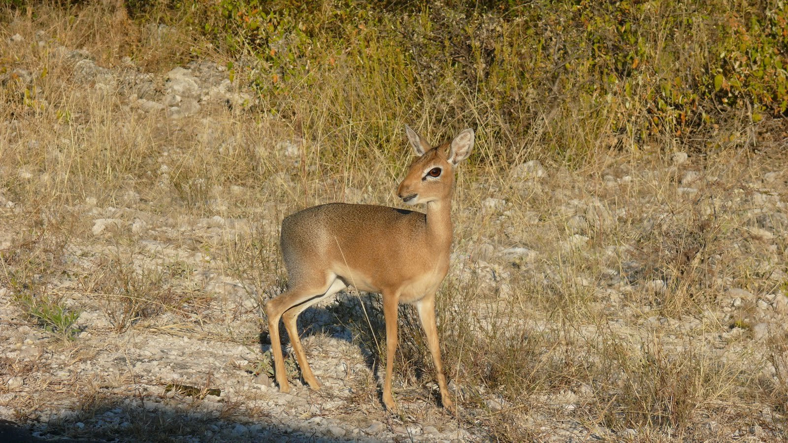 Намибия, фото № 5591 – фотографии Намибии