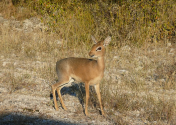 Намибия, фото № 5591 – фотографии Намибии