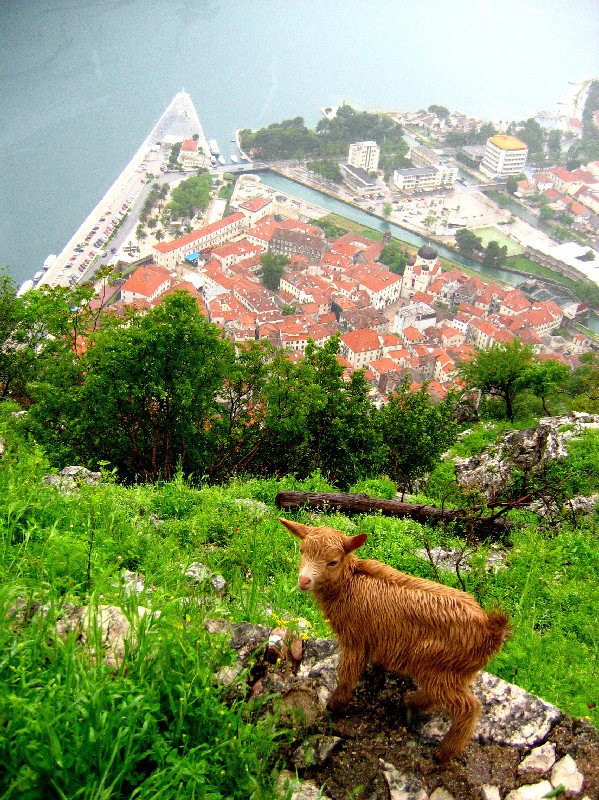 Животное в Которе, Черногория. Фото 3 – фотографии Черногории