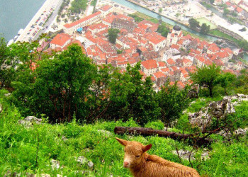 Животное в Которе, Черногория. Фото 3 – фотографии Черногории