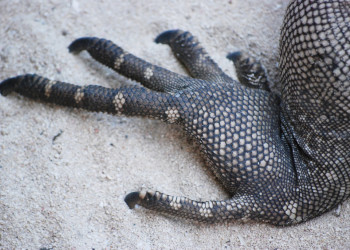 Игуана на Литтл-Каймане – фотографии Каймановых островов