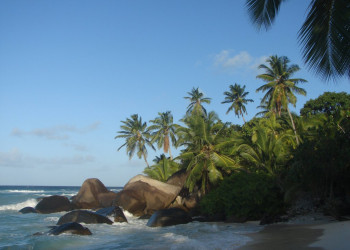 Пальмы на острове Силуэт, Сейшелы – фотографии Сейшельских островов