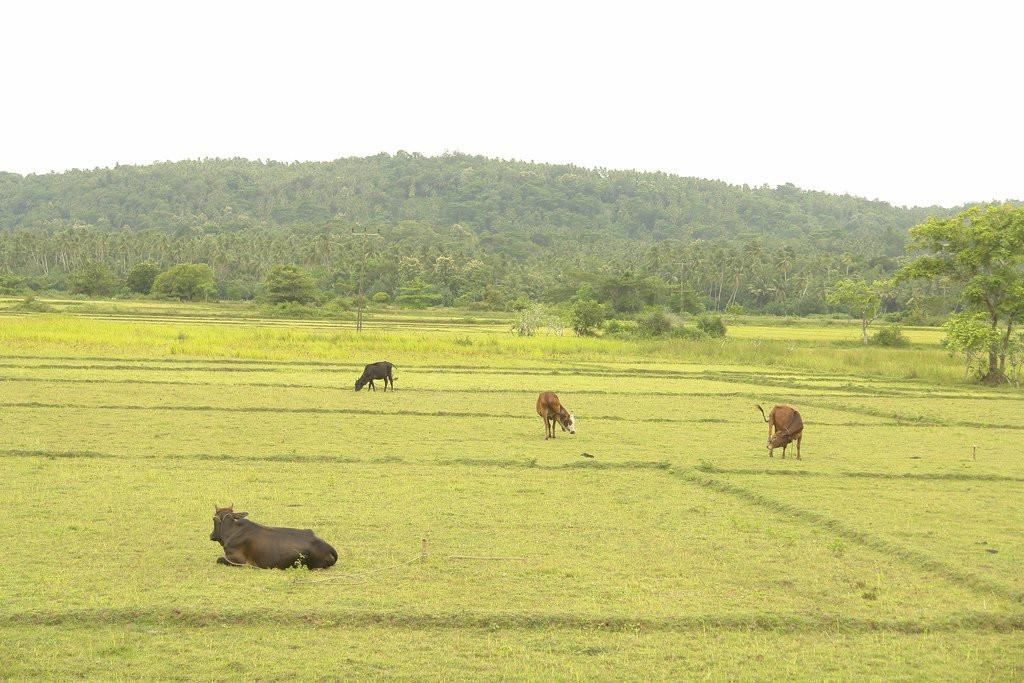 Хамбантота, Шри-Ланка, фото № 52506 – фотографии Шри-Ланки