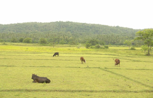 Хамбантота, Шри-Ланка, фото № 52506 – фотографии Шри-Ланки