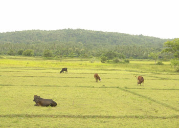 Хамбантота, Шри-Ланка, фото № 52506 – фотографии Шри-Ланки