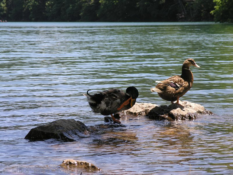 Птицы в Национальном парке, Черногория – фотографии Черногории