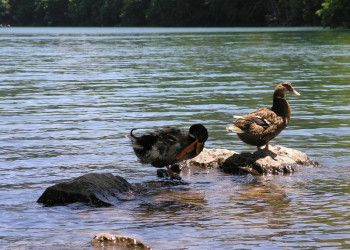 Птицы в Национальном парке, Черногория – фотографии Черногории