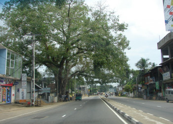 Ваддува, Шри-Ланка, фото № 50776 – фотографии Шри-Ланки