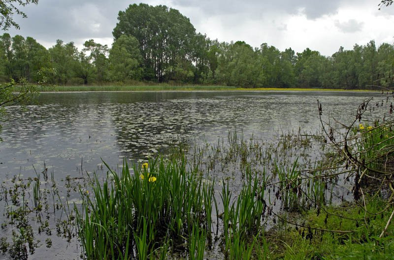 Природа в Лоньско поле, Хорватия. Фото 1 – фотографии Хорватии