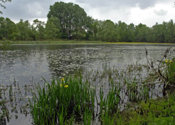 Природа в Лоньско поле, Хорватия. Фото 1 – фотографии Хорватии