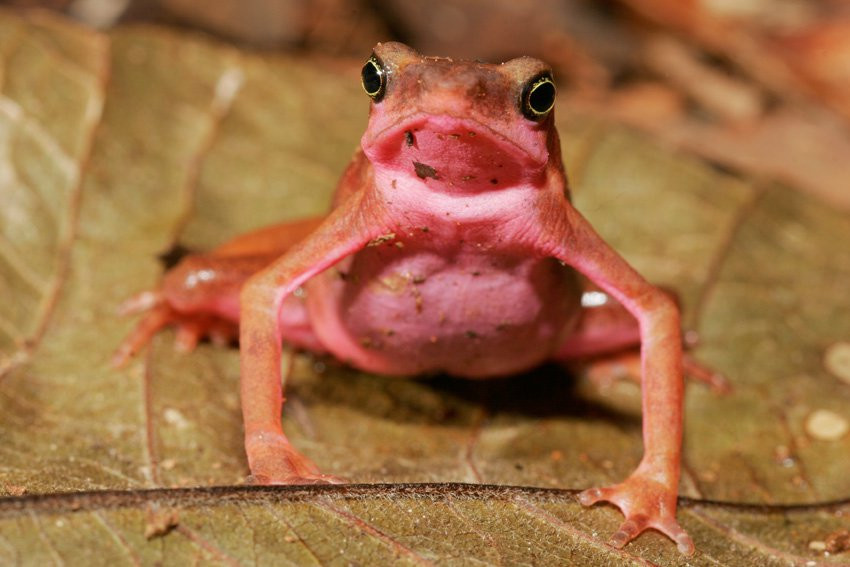Французская Гвиана, фото № 2102 – фотографии Французской Гвианы