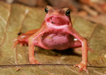 Французская Гвиана, фото № 2102 – фотографии Французской Гвианы