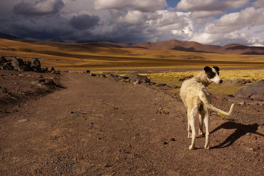 Природа Аргентины. Фото 4 – фотографии Аргентины