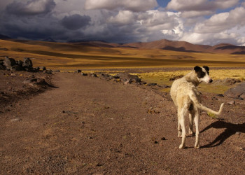 Природа Аргентины. Фото 4 – фотографии Аргентины