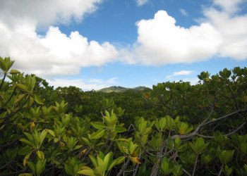Тартл остров, Ясава группа островов, Фиджи, фото № 50398 – фотографии Фиджи