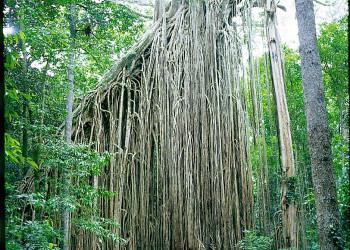 Дерево-занавес (Curtain Fig Tree). Атертон. Фото 6 – фотографии Австралии