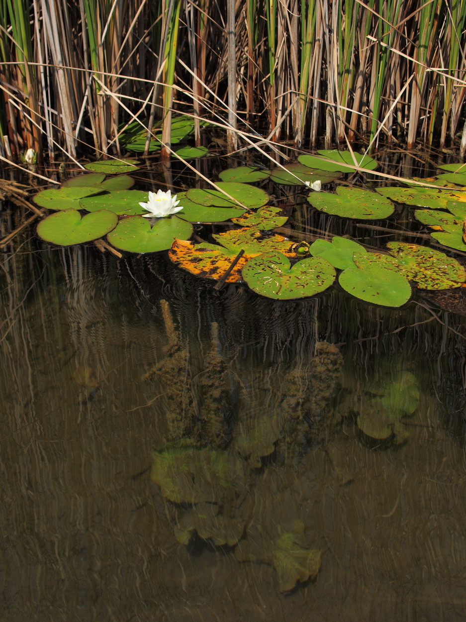 Классный кадр – фотографии Австрии