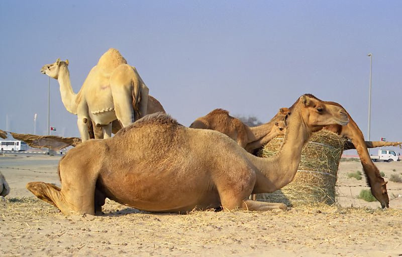 Дубай, ОАЭ, фото № 60747 – фотографии ОАЭ