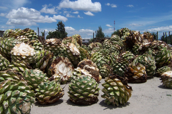 Агава фрукт египет фото Агава фрукт египет фото