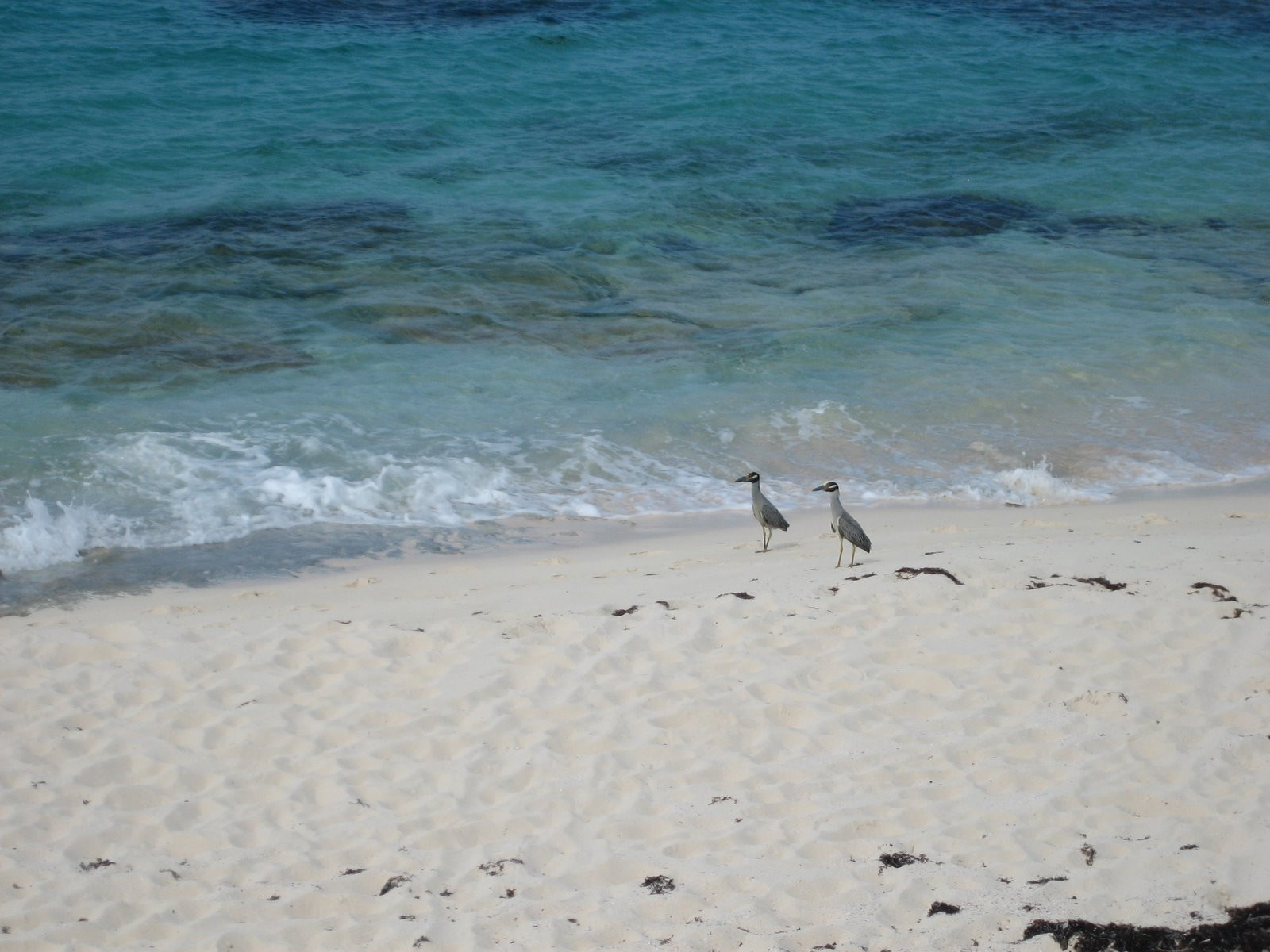 Пляж в Эльютера, Багамские острова. Фото 14 – фотографии Багамских островов