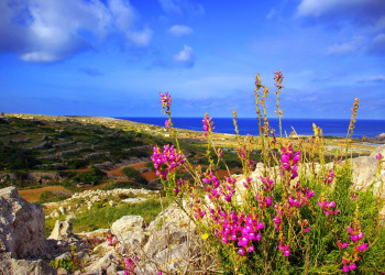 Меллиха, Мальта остров, Мальта, фото № 42619 – фотографии Мальты