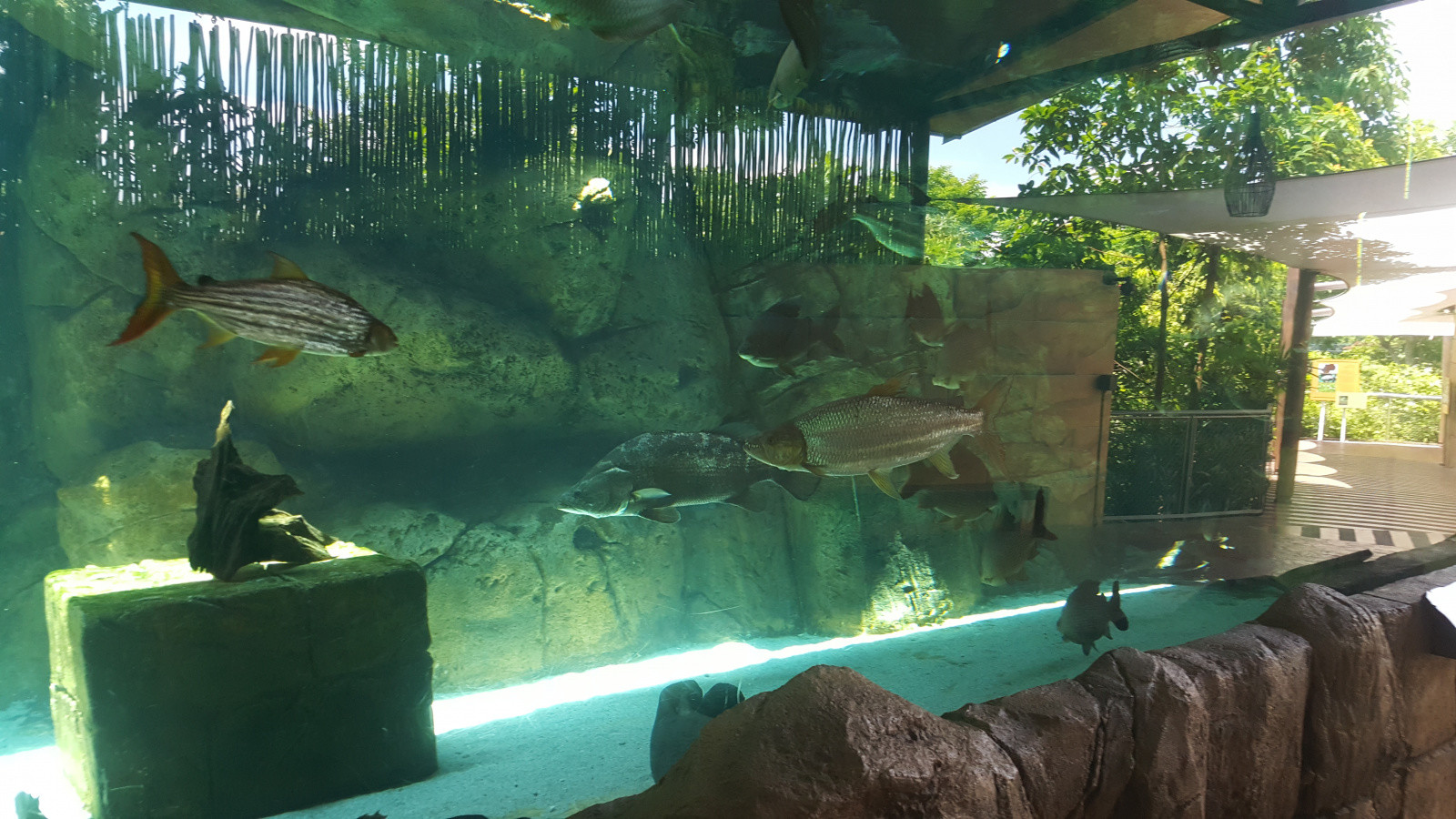 Парк "River Safari", Сингапур – фотографии Сингапура