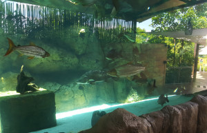 Парк "River Safari", Сингапур – фотографии Сингапура