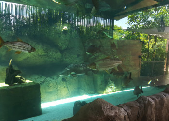 Парк "River Safari", Сингапур – фотографии Сингапура