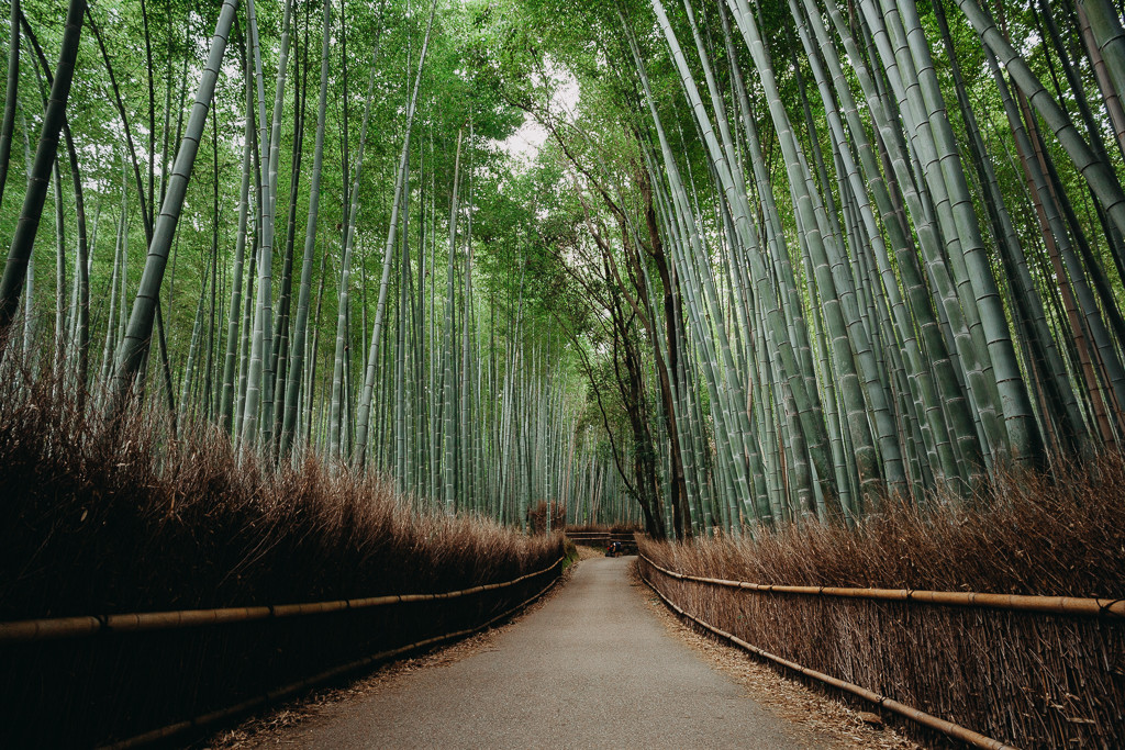 Бамбуковая роща Арасияма – фотографии Японии