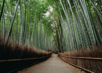 Бамбуковая роща Арасияма – фотографии Японии