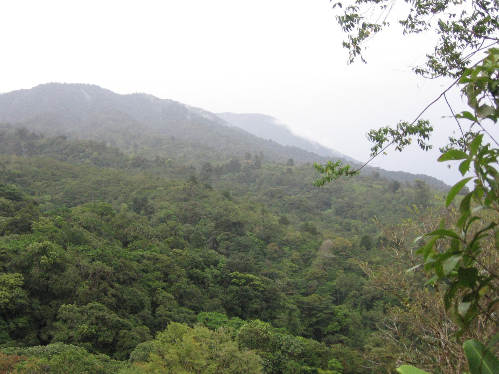 Монтеверде, Пунтаренас провинция, Коста-Рика, фото № 40744 – фотографии Коста-Рики