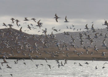 Заповедник Паракас на западе Перу – фотографии Перу
