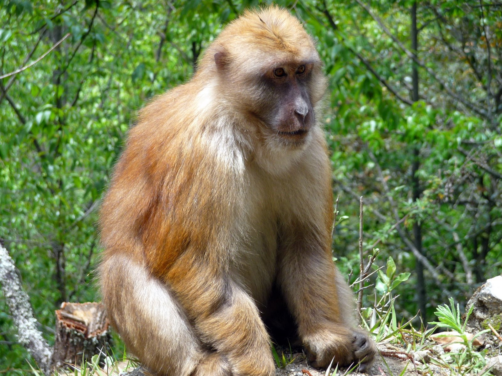 Бутан, фото № 4709 – фотографии Бутана
