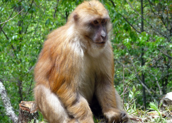 Бутан, фото № 4709 – фотографии Бутана