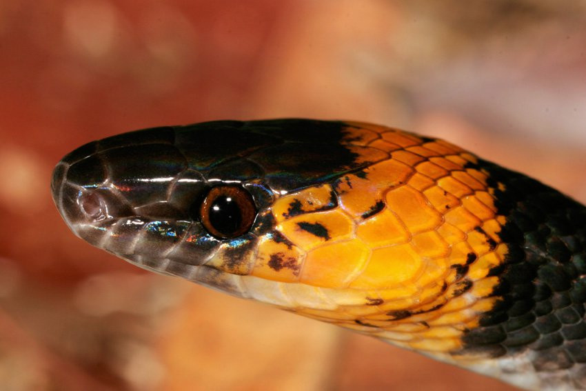 Французская Гвиана, фото № 2104 – фотографии Французской Гвианы