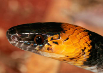 Французская Гвиана, фото № 2104 – фотографии Французской Гвианы